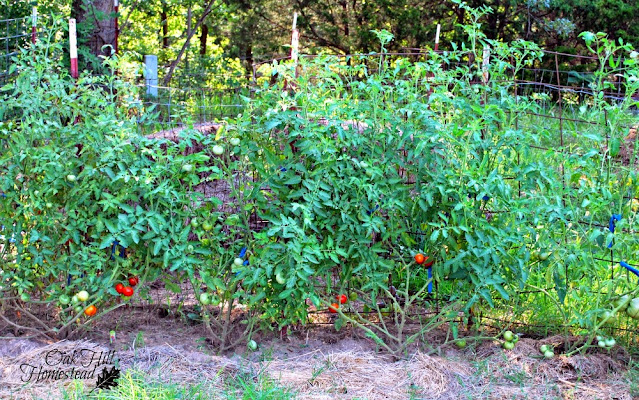 A row of tomato plants in a garden