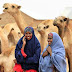 Melihat Kekayaan Alam Somalia: Pasar Khusus Perdagangan Unta