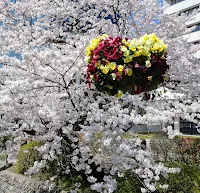 桜の花とハンギングフラワー