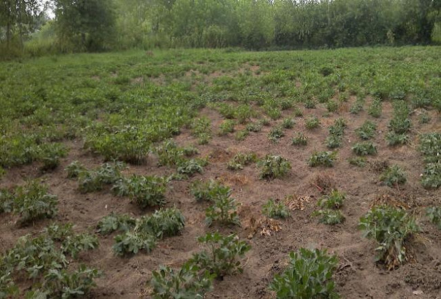 Field symptoms showing patchy distribution of damage caused by groundnut plants infected byHeterodera cruciferea.