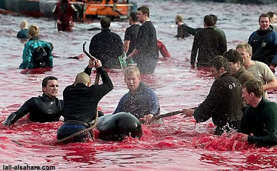 Ceremonial Act Of Brutality And Blood Seen On www.coolpicturegallery.us