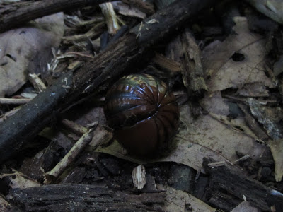 Kubah National Park