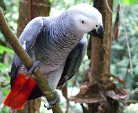 African Gray Birds