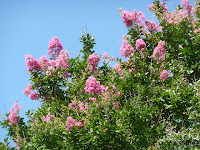 青空に紅の花がよく似合う