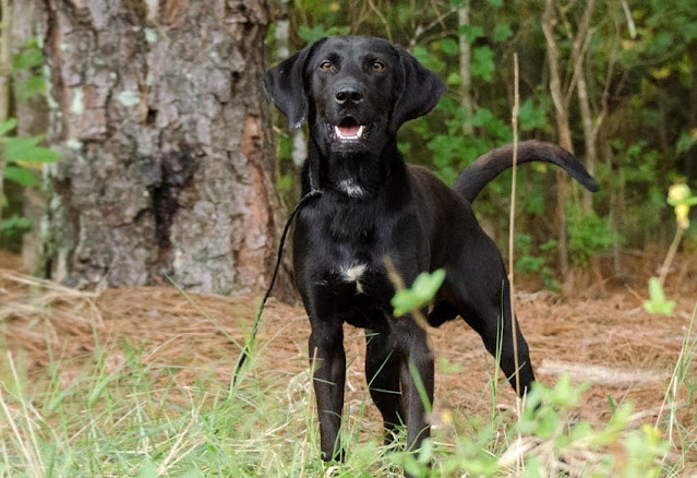 "Labradane dog - A majestic blend of Labrador Retriever and Great Dane, showcasing their impressive size, gentle temperament, and unwavering loyalty."