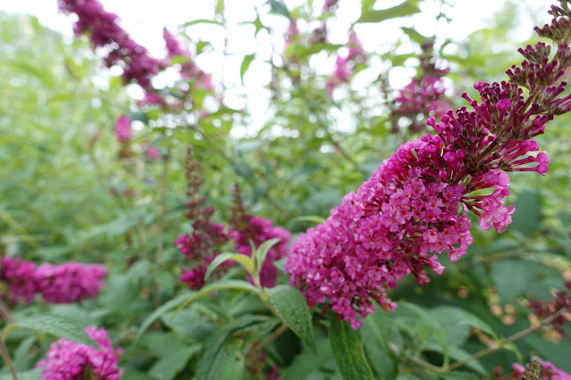 ライラック（紫丁香花）