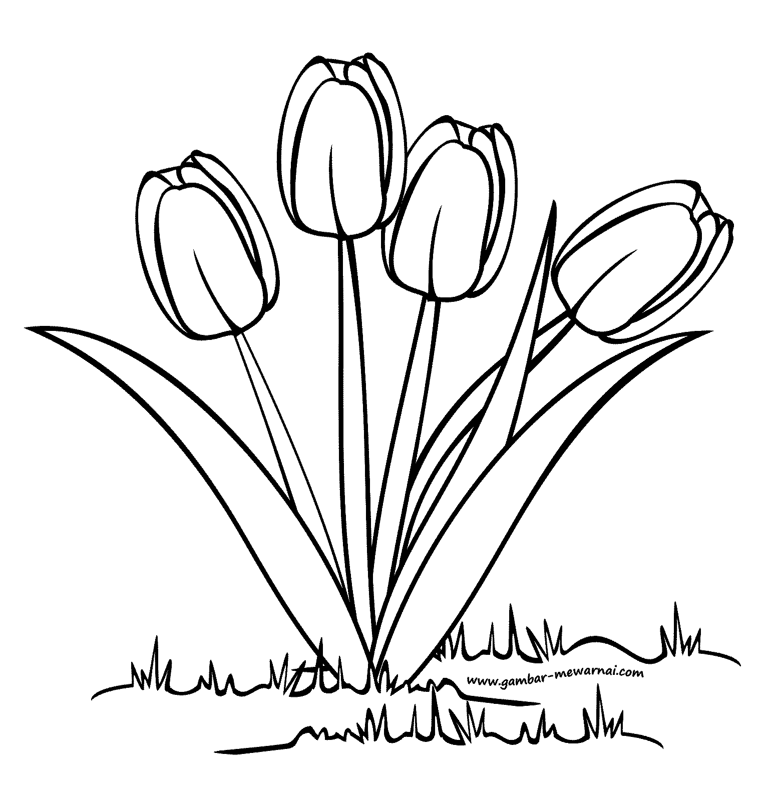  Mewarnai  Bunga  Tulip Contoh Gambar  Mewarnai 