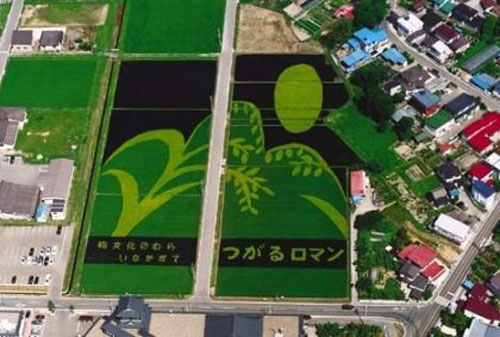 Beautiful Rice Field Art  14