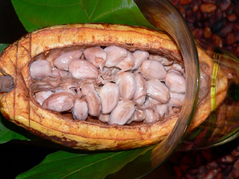 Do You Know What Your Favorite Foods Look Like While Growing - The incredible Cacao fruit grows on trees and takes approximately five years to produce