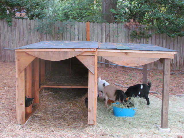 Last year I got 4 goats. I didn't realize that letting the goats have 