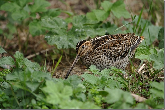Great Snipe 17