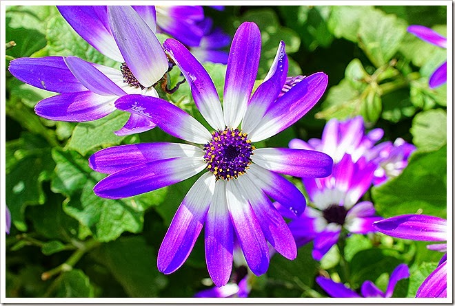 free-close-up-flower-pictures-1 (1190) free-close-up-flower-pictures-1 (1190)