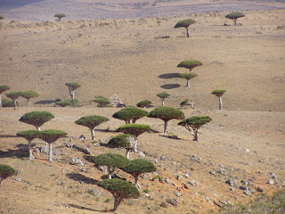 Dracaena Cinnabari