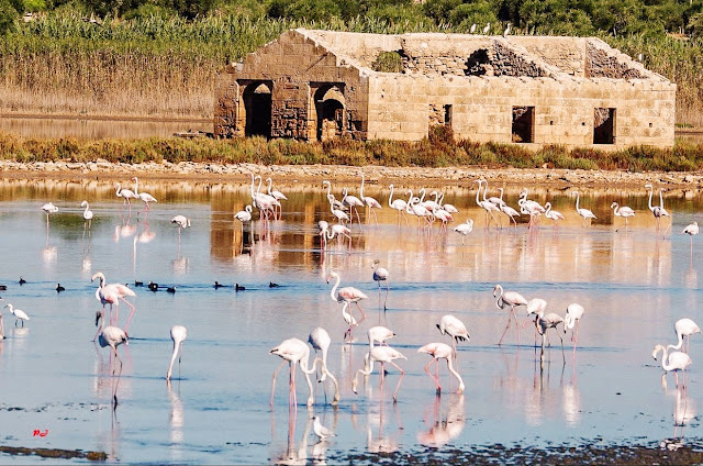 oasi faunistica di vendicari fenicotteri rosa