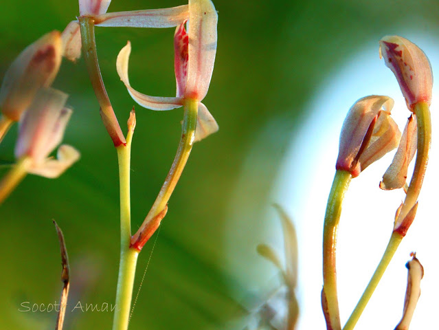 Cymbidium macrorhizon