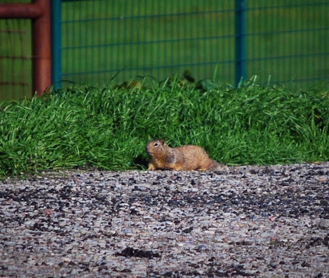 Burrow Blocker Ground Squirrel & Prairie Dog Control