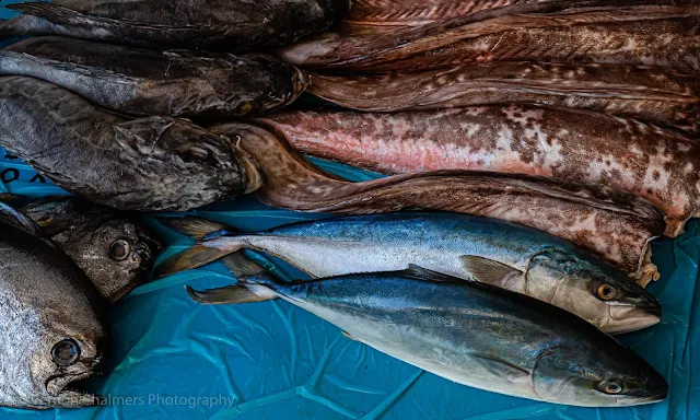 Angelfish / Butterfish / Kingklip Fish / Yellowtail Fish Hout Bay Harbour