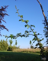 Ranken der Ramblerrose © H. Brune