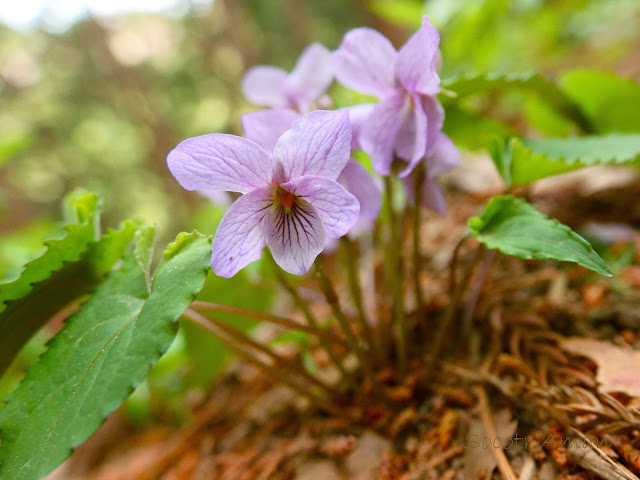 Viola bissetii