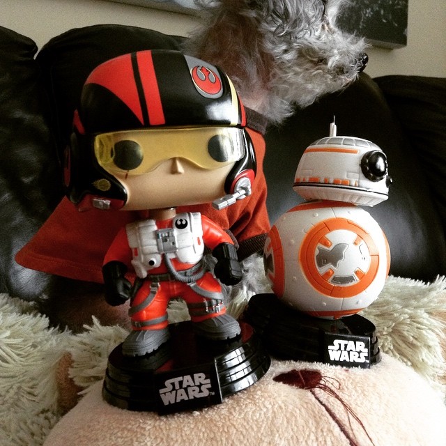 A large-headed Funko Pop of Poe Dameron sits beside a Funko Pop of B B 8. A fuzzy grey poodle, Murchie, looms out of focus behind them.