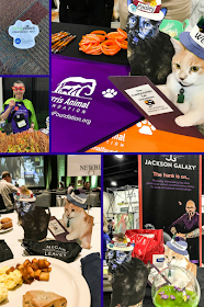 Collage of old SoLT and the Flat Cats at BlogPaws 2017
