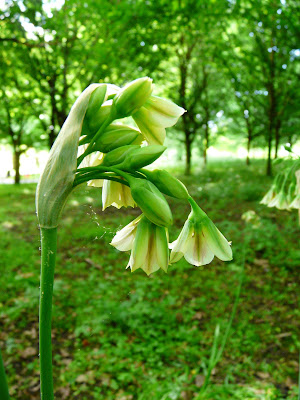 Honey Garlic, Greenbank Park