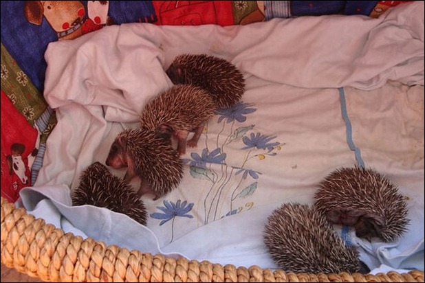 hedgehog (9)