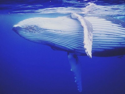 This Lucky Guy Was Photobombed By A Massive Whale