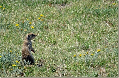 Prarie dog 1