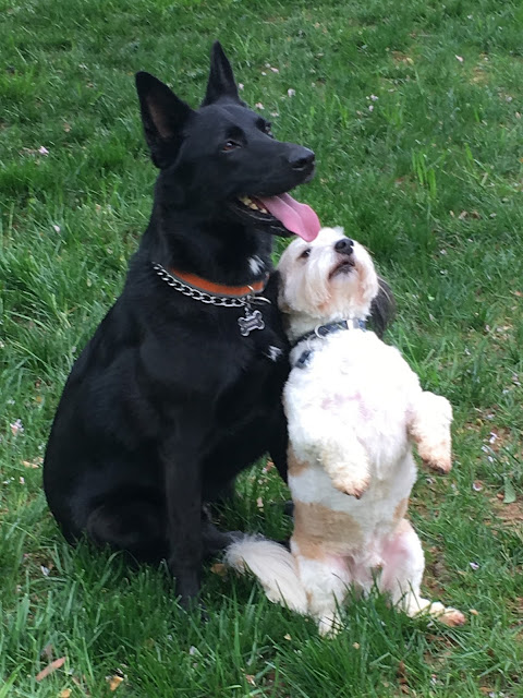 Harris Sisters GirlTalk: Smitty and Chance love homemade peanut butter dog treats.