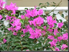 DSC03700