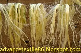 Sisal fiber