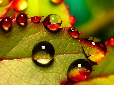 Macro Photography