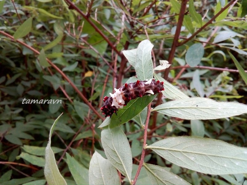 Гусеница бабочки алкиной (Atrophaneura alcinous)