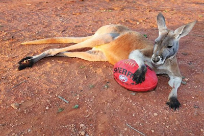 Pet Kangaroo Seen On www.coolpicturegallery.us