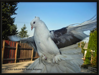 Fantail Pigeons HD Photos, beautiful Pigeons wallpapers, 