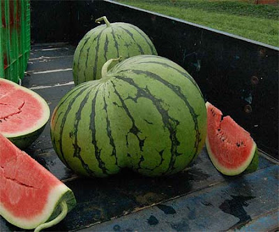 conjoined watermelon