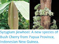 https://sciencythoughts.blogspot.com/2017/12/syzygium-jiewhoei-new-species-of-bush.html