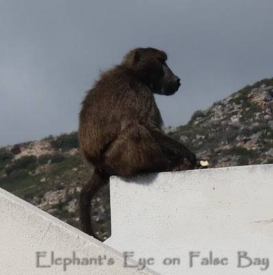 Baboon with apple