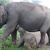 Seekor Anak Gajah Lahir di Taman Nasional Way Kambas