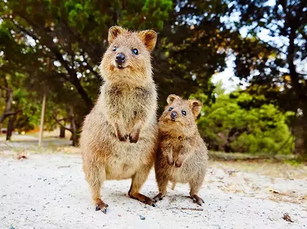 Adorable Pictures Of Quokkas, The Happiest Animals In The World