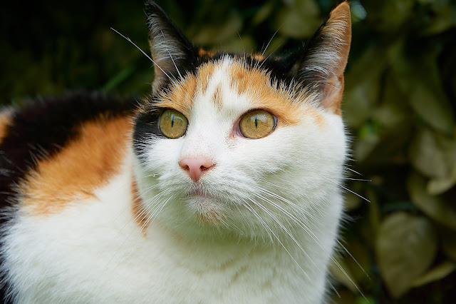 gato de tres colores