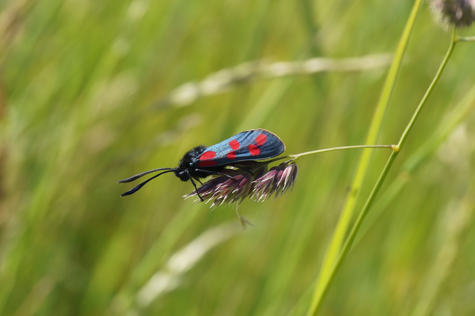 Hairy, black moth with long antennae with a clubbed end, and narrow, blue-speckled wings with bright red spots, with a bright yellowish green background consisting of out-of-focus grass