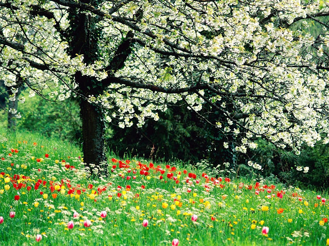 Fond d'écrans printemps fleurs