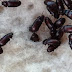 Manfaat Semut Jepang untuk Kesehatan, Sedikit Orang Yang Tahu