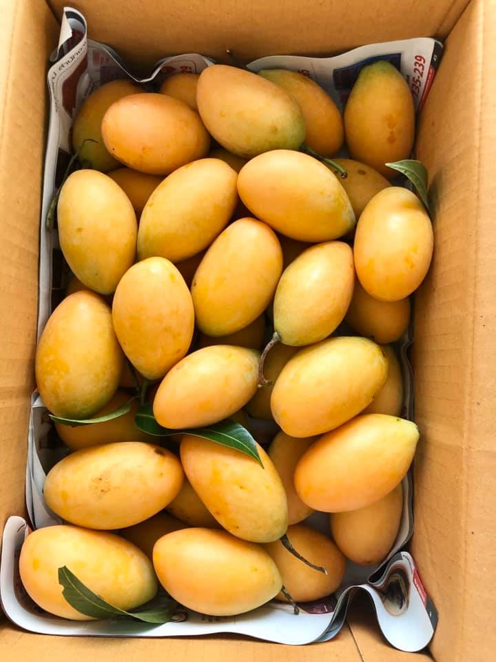 Mango | Tropical Fruit