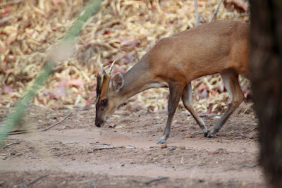 Muntjac deer