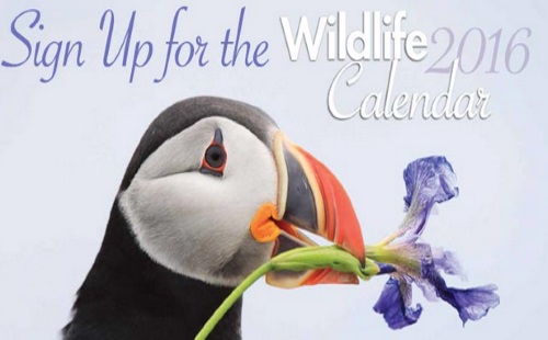 Canadian Wildlife Federation Free  2016 Calendar