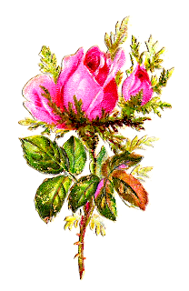 rose flower shabby chic pink digital clipart image botanical art