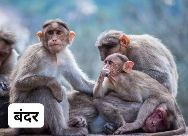 Animal name in hindi प्राणियों के नाम - monkey /- bandar